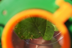 Workshop Insektenhotel 2019