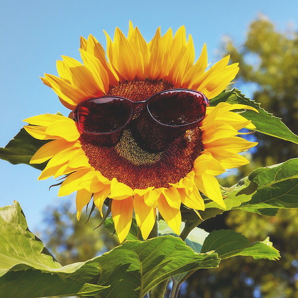 Eine Sonnenblume mit Sonnenbrille